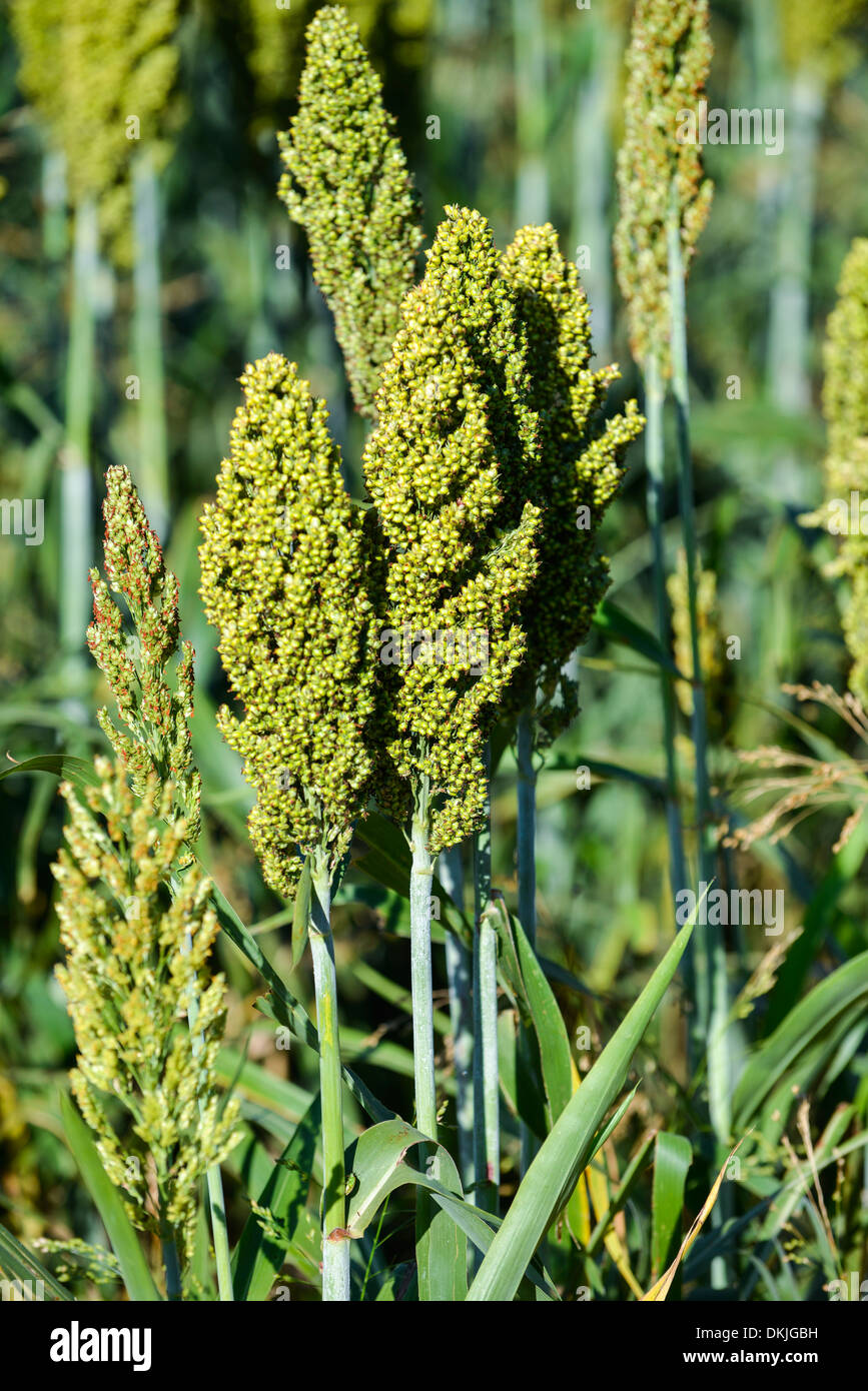 Millet plant Banque de photographies et d’images à haute résolution Alamy