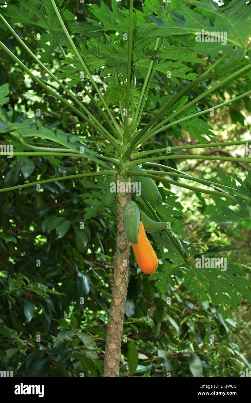 La papaye Baum, Taman Negara Nationalpark, Penang, Malaisie Banque D'Images