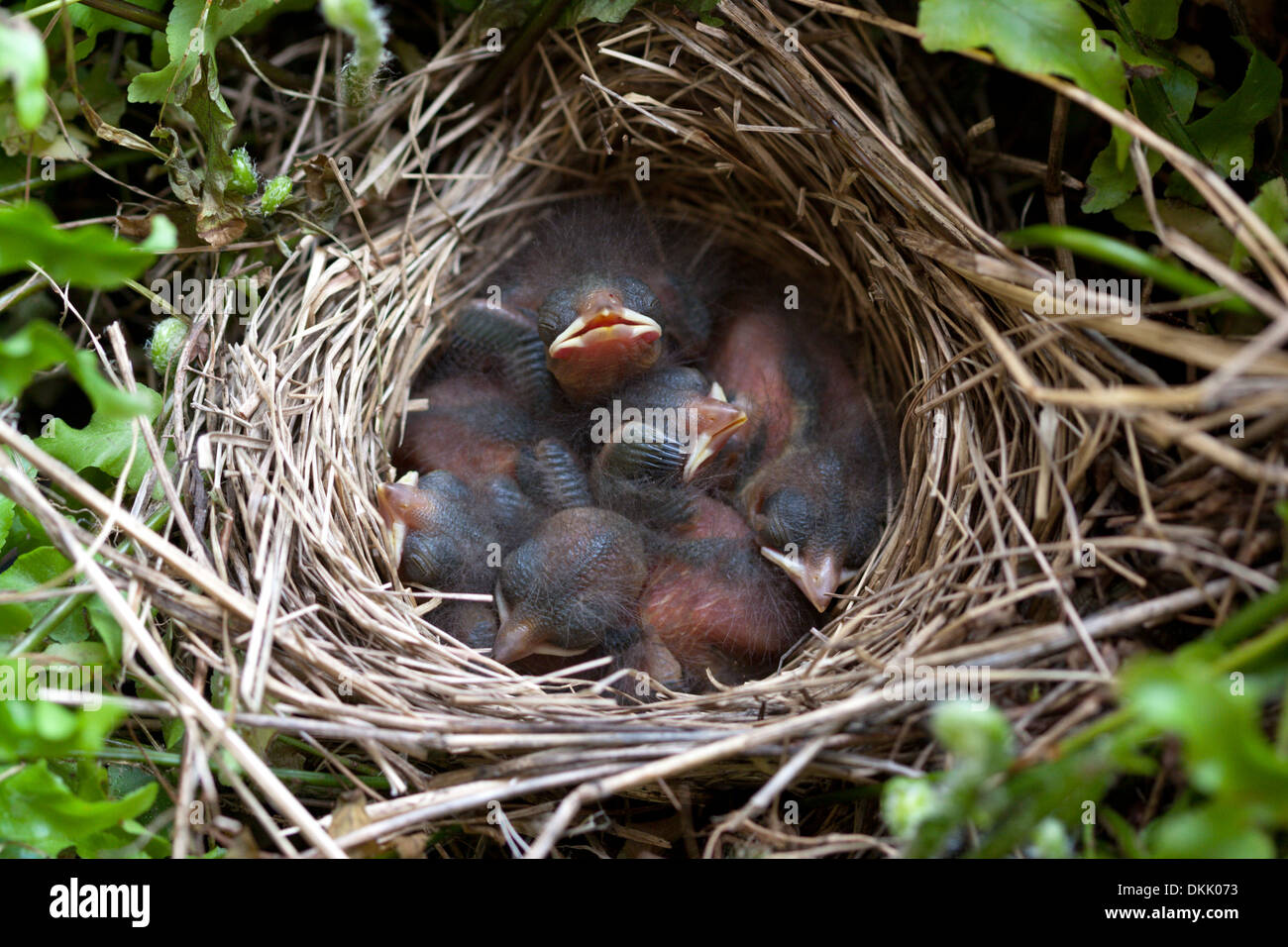 L'envol du nid d'oiseaux bébé sparrow nest egg chicks Banque D'Images