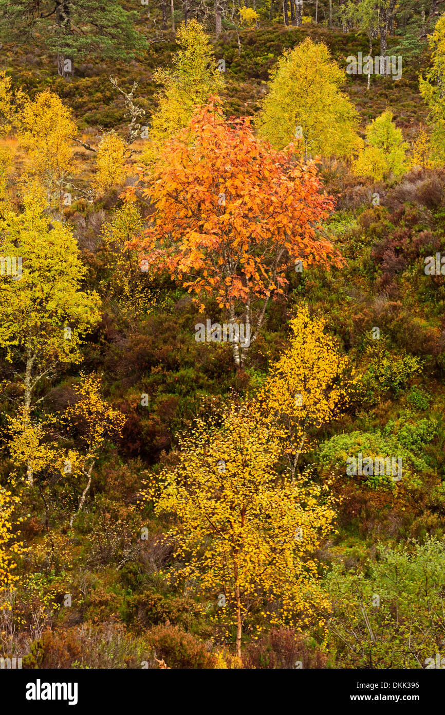 Glen Affric, couleurs d'automne à partir de la rivière Affric Trail, les Highlands écossais Banque D'Images