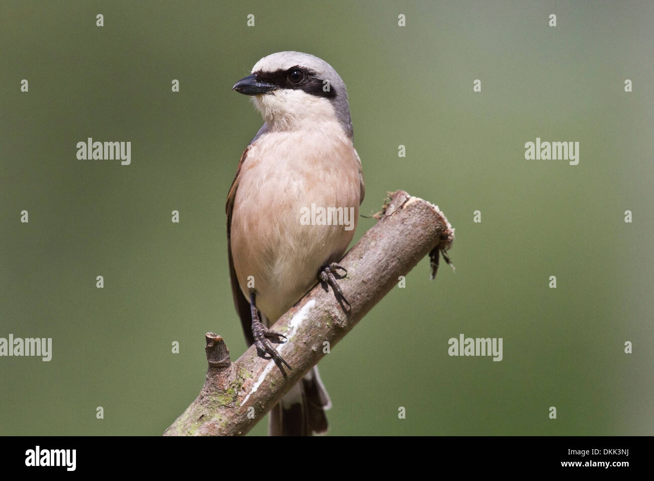 La Pie-grièche écorcheur (Lanius collurio) Banque D'Images