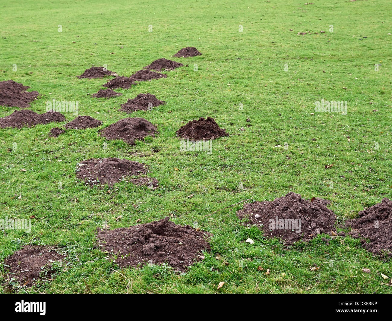 Mole hills dans une pelouse Banque D'Images