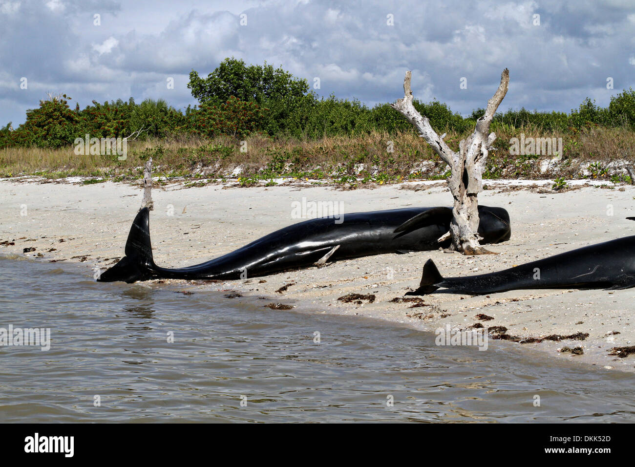 Un groupe de globicéphales échoués le long de la côte du parc national des Everglades, le 4 décembre 2013 à Highland Beach, FL. Banque D'Images