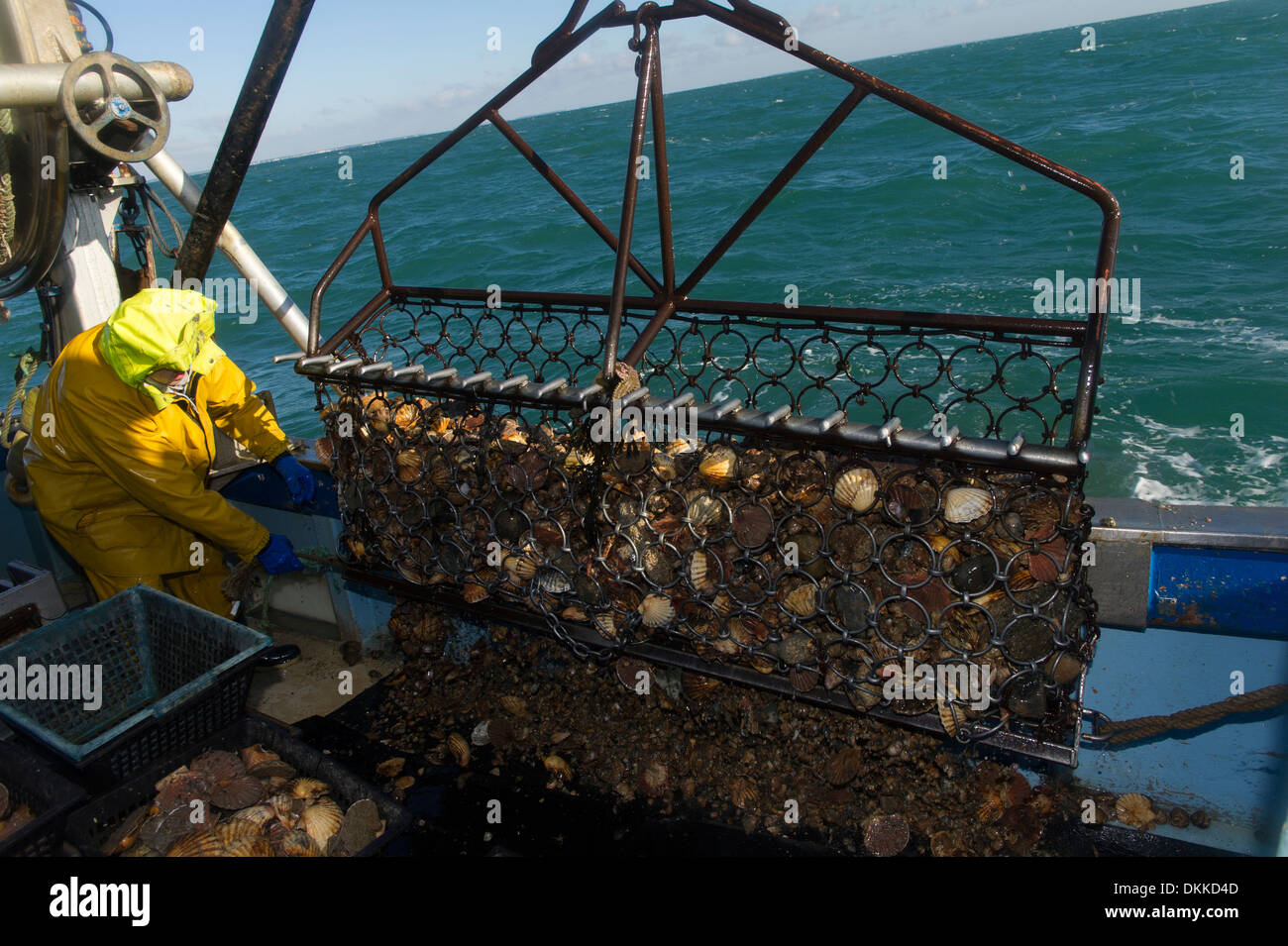 Un pêcheur est l'ouverture d'une drague à pétoncles sur le pont de bateau de pêche Banque D'Images