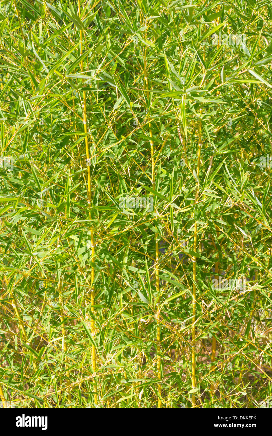 Le feuillage dense du bambou vert frais créant une barrière imperméable dans un jardin. Banque D'Images