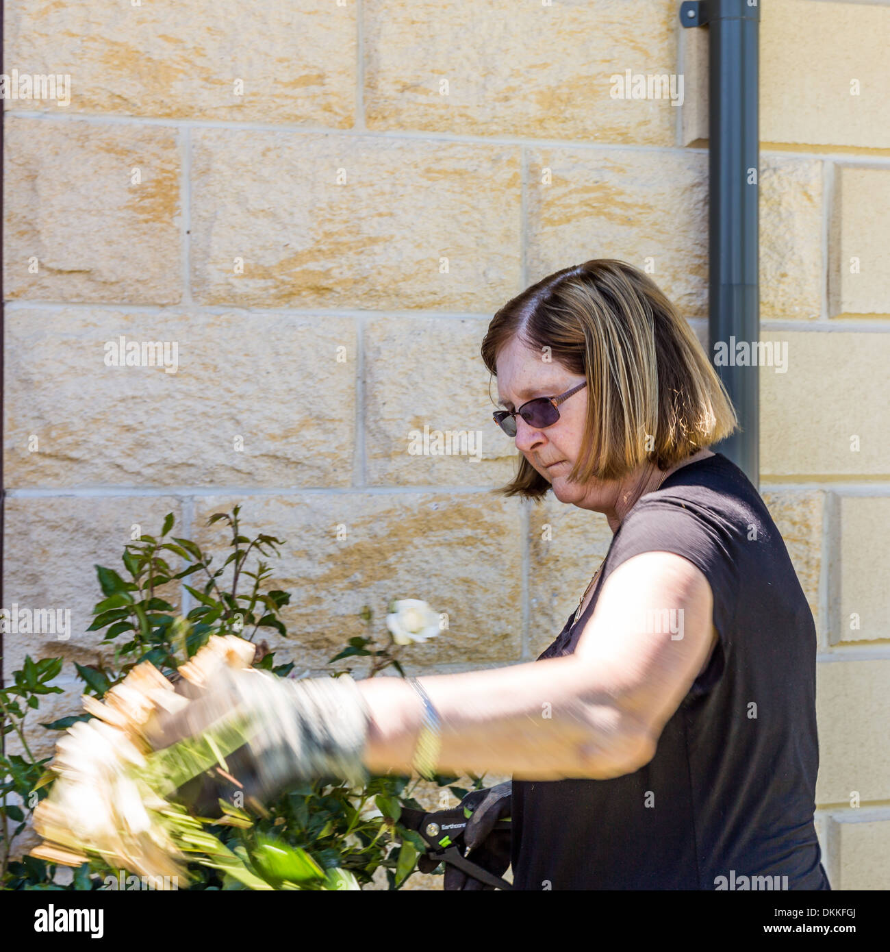 Senior female gardener deadheading roses Banque D'Images