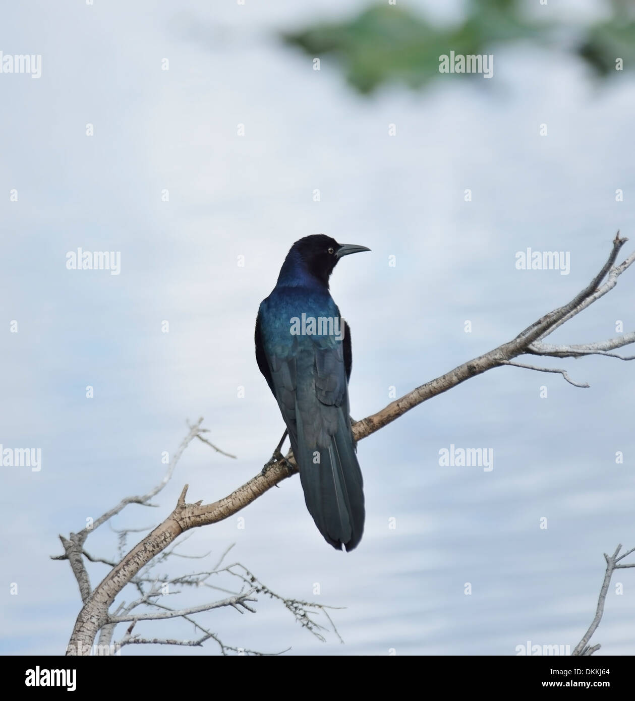 Blackbird percher sur une branche près du lac Banque D'Images