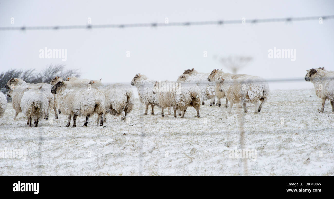 Un troupeau de moutons dans la neige en hiver sur l'Exmoor, UK Banque D'Images