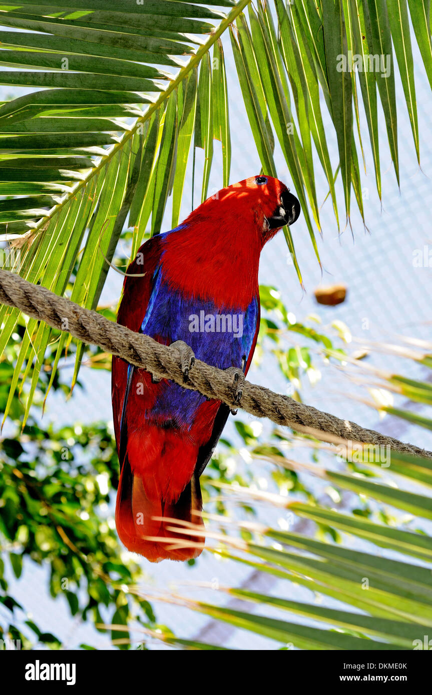 Perroquet Eclectus Roratus Eclectus (assis) sur une corde. Banque D'Images