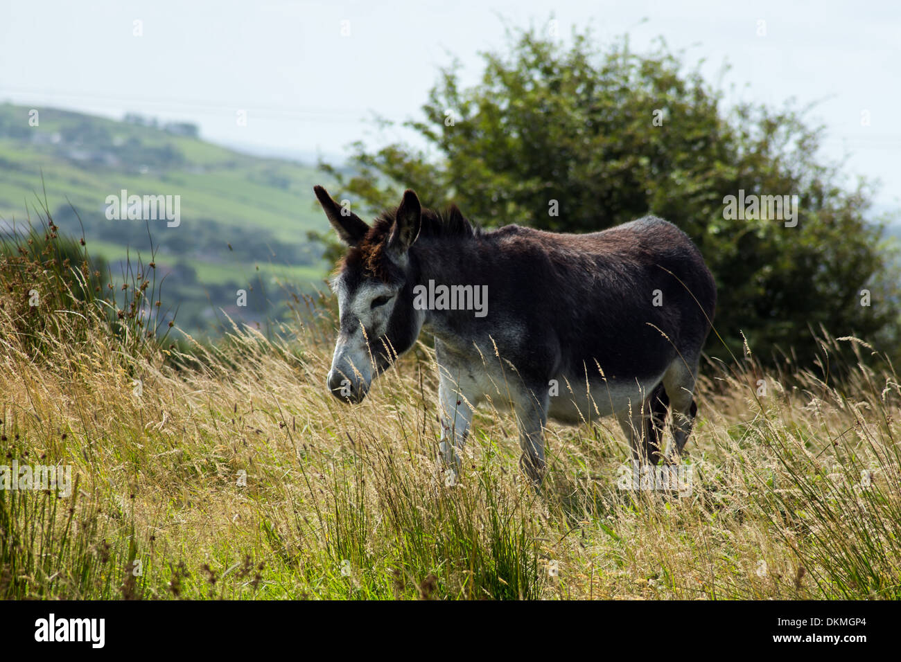 Âne irlandais marcher en zone de collines, près de l'Cahermurphy, comté de Clare, Irlande Banque D'Images