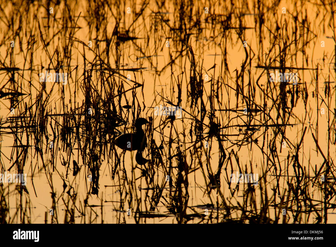 Parmi les roseaux canard Silhouette au coucher du soleil Banque D'Images