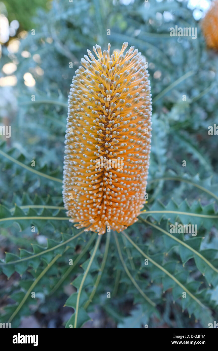 Fleurs sauvages de l'Australie de l'ouest dans la région de Kings Park Banque D'Images