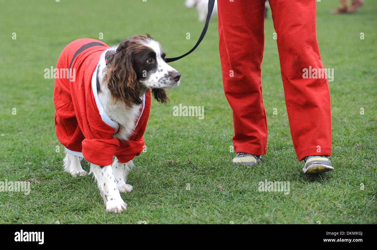 Springer Spaniel chien participant à Brighton Santa Dash UK Banque D'Images