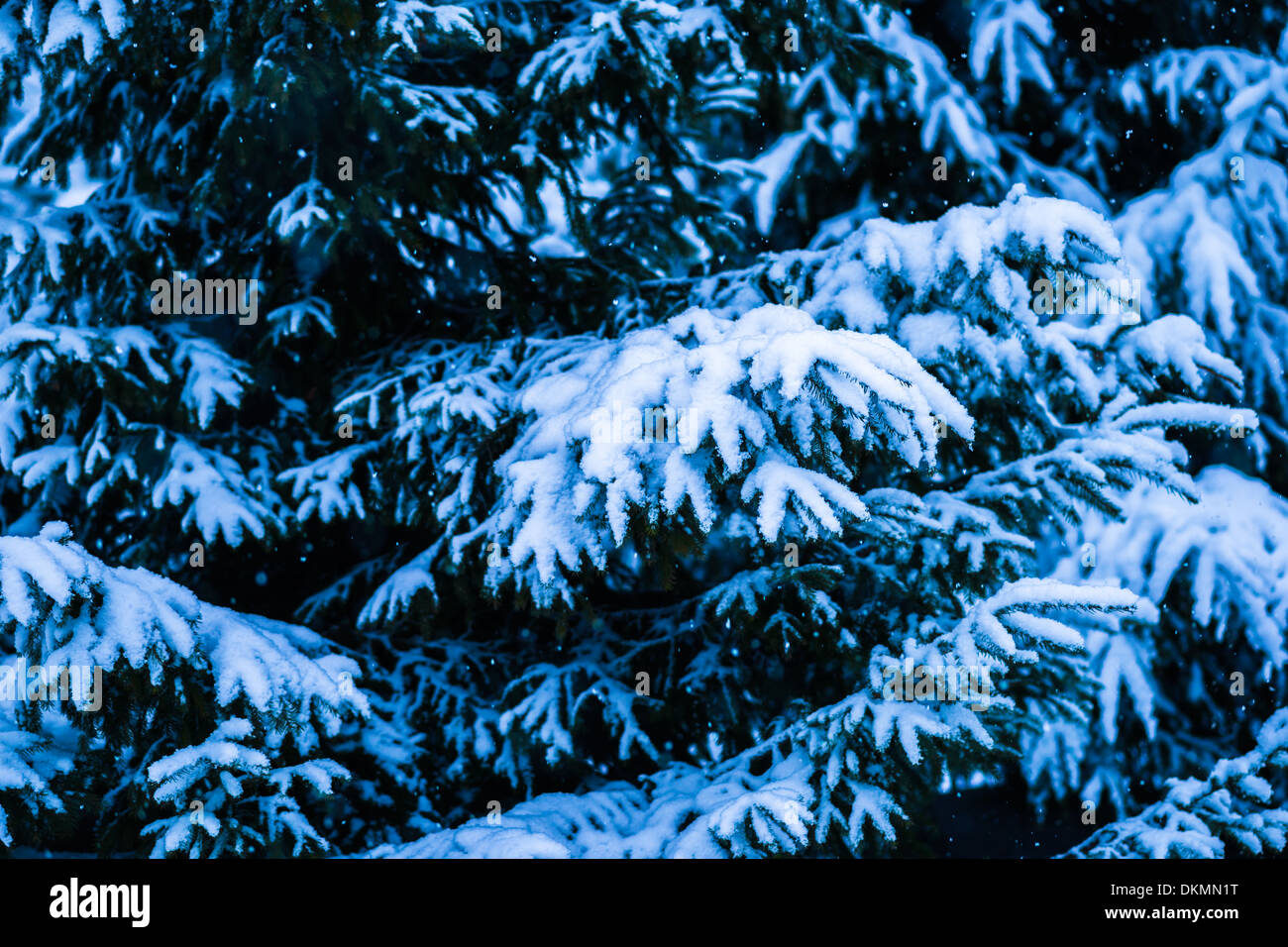 Hiver Neige Arbre de Noël 4. Les épinettes couvertes de neige fraîche dans la forêt en pleine tempête. Vert foncé, bleu et blanc. Banque D'Images