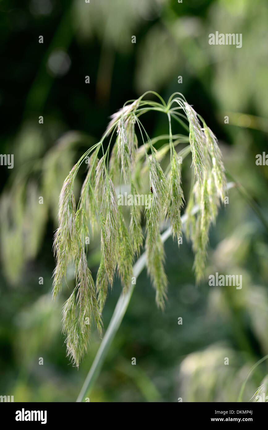 Calamagrostis emodensis graminées ornementales herbe graines seedheads du canada Banque D'Images