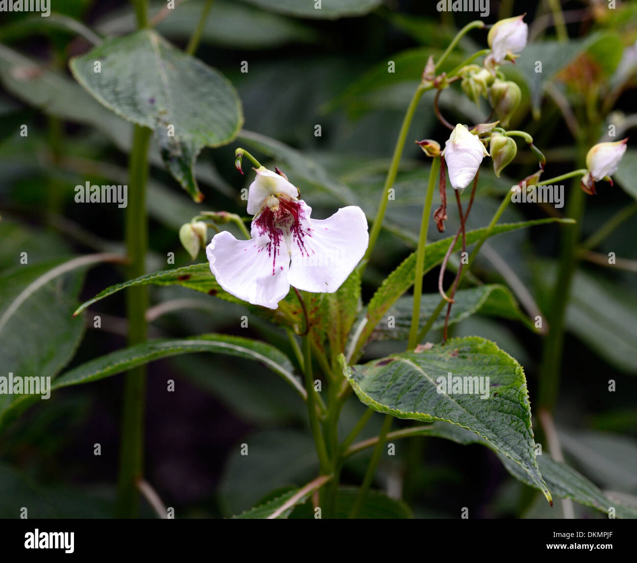 Impatiens tinctoria fleurs blanches parfumées d'été plantes parfumées floraison vivace tropicale fleurs portraits Banque D'Images