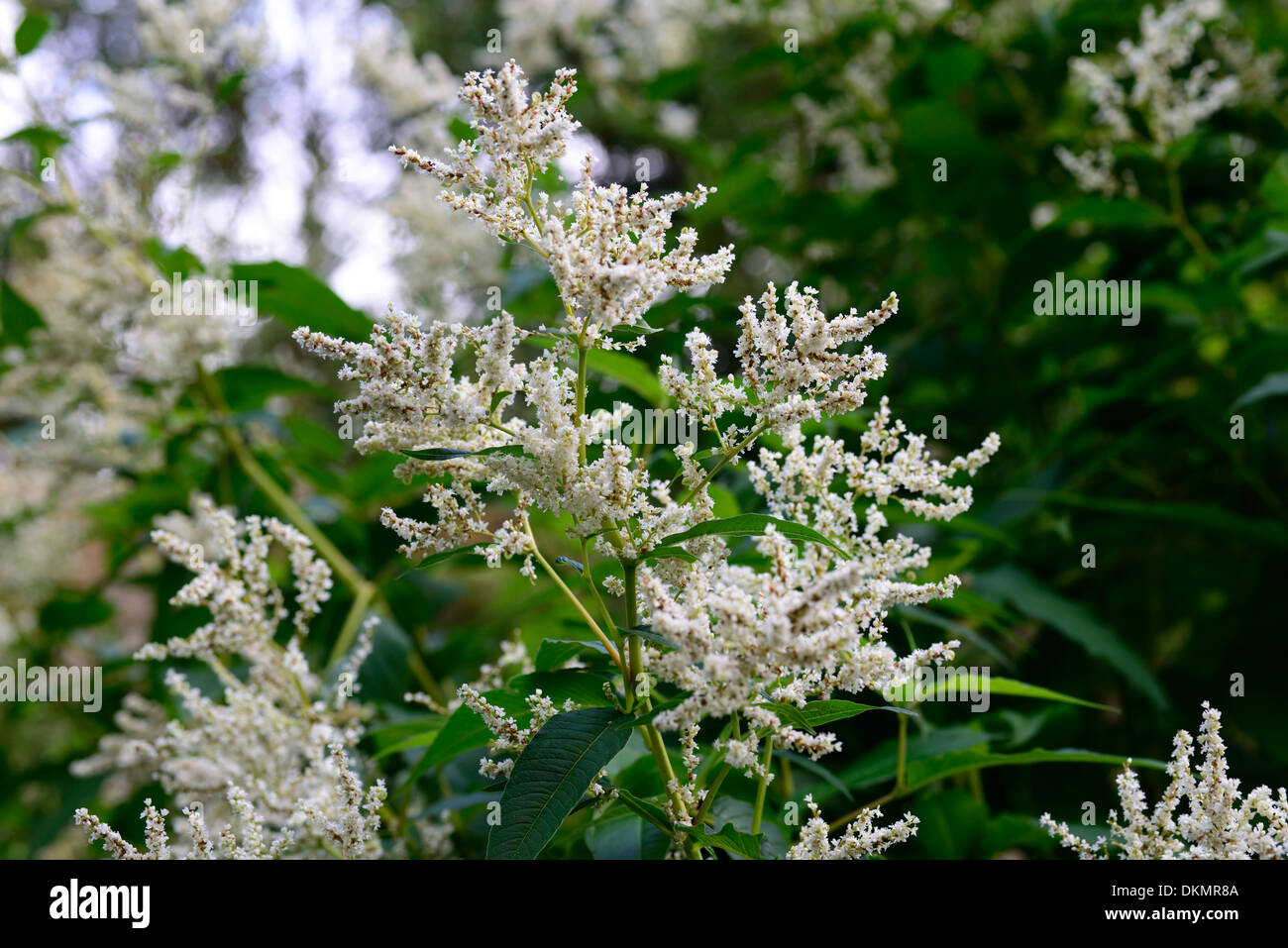 Persicaria polymorpha herbacée vivace à fleurs fleurs blanches Banque D'Images