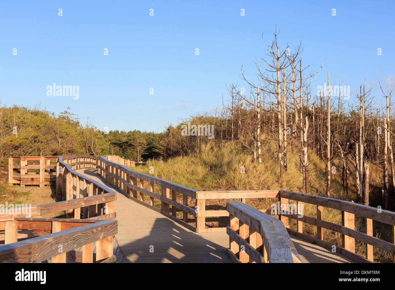 Nouveau trottoir de bois menant à partir de la plage au parking dans la forêt Newborough, Isle of Anglesey, au nord du Pays de Galles, Royaume-Uni, Angleterre Banque D'Images