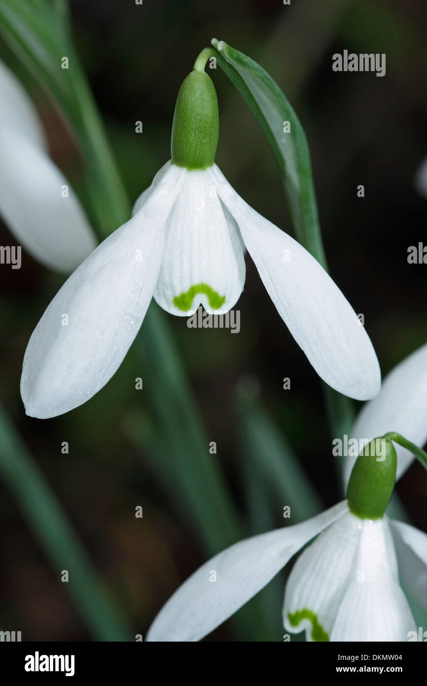 Une étude d'un perce-neige Galanthus nivalis sauvages (). Banque D'Images