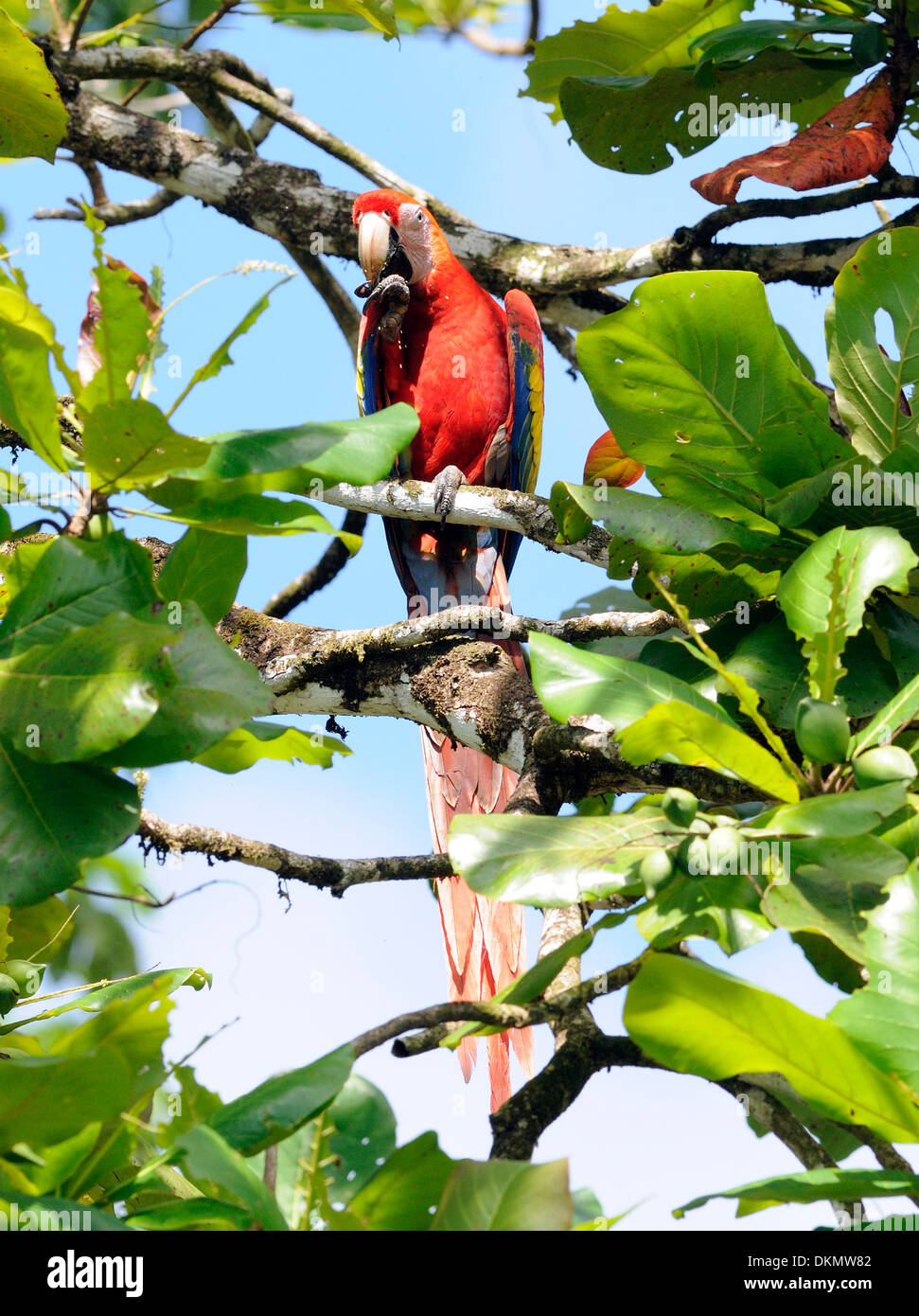 Un ara rouge (Ara macao) se nourrissant de fruits, de l'almendra, d'un amandier (Terminalia catappa), almendo. . Banque D'Images