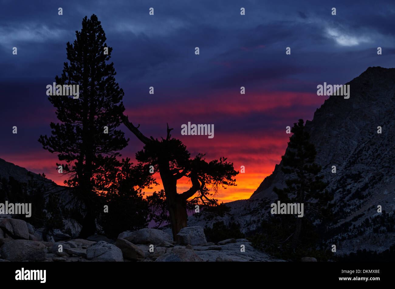Montagne orageux avec sunrise silhouetté pins Banque D'Images