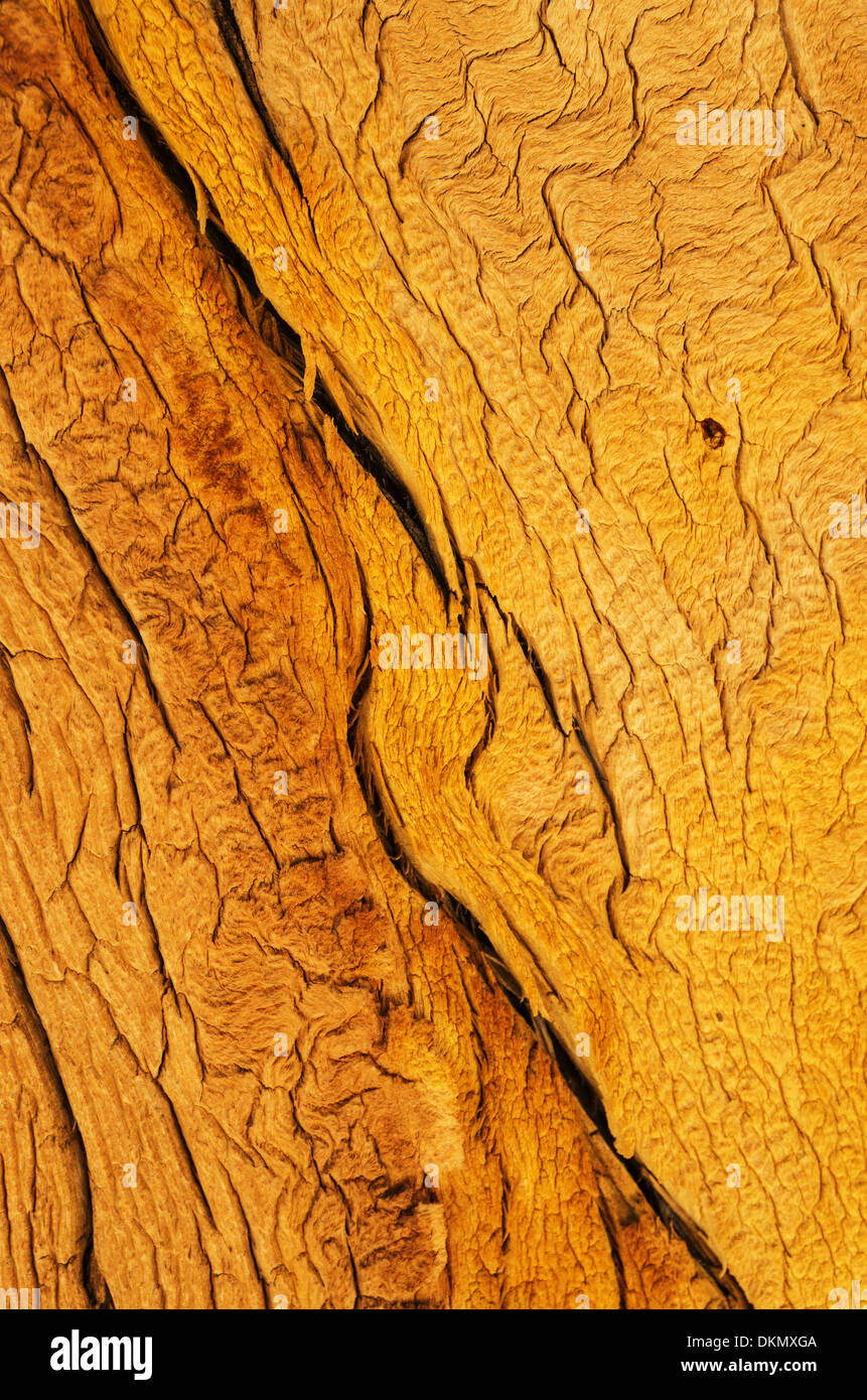Weathered Wood grain split sur un vieux pin Banque D'Images
