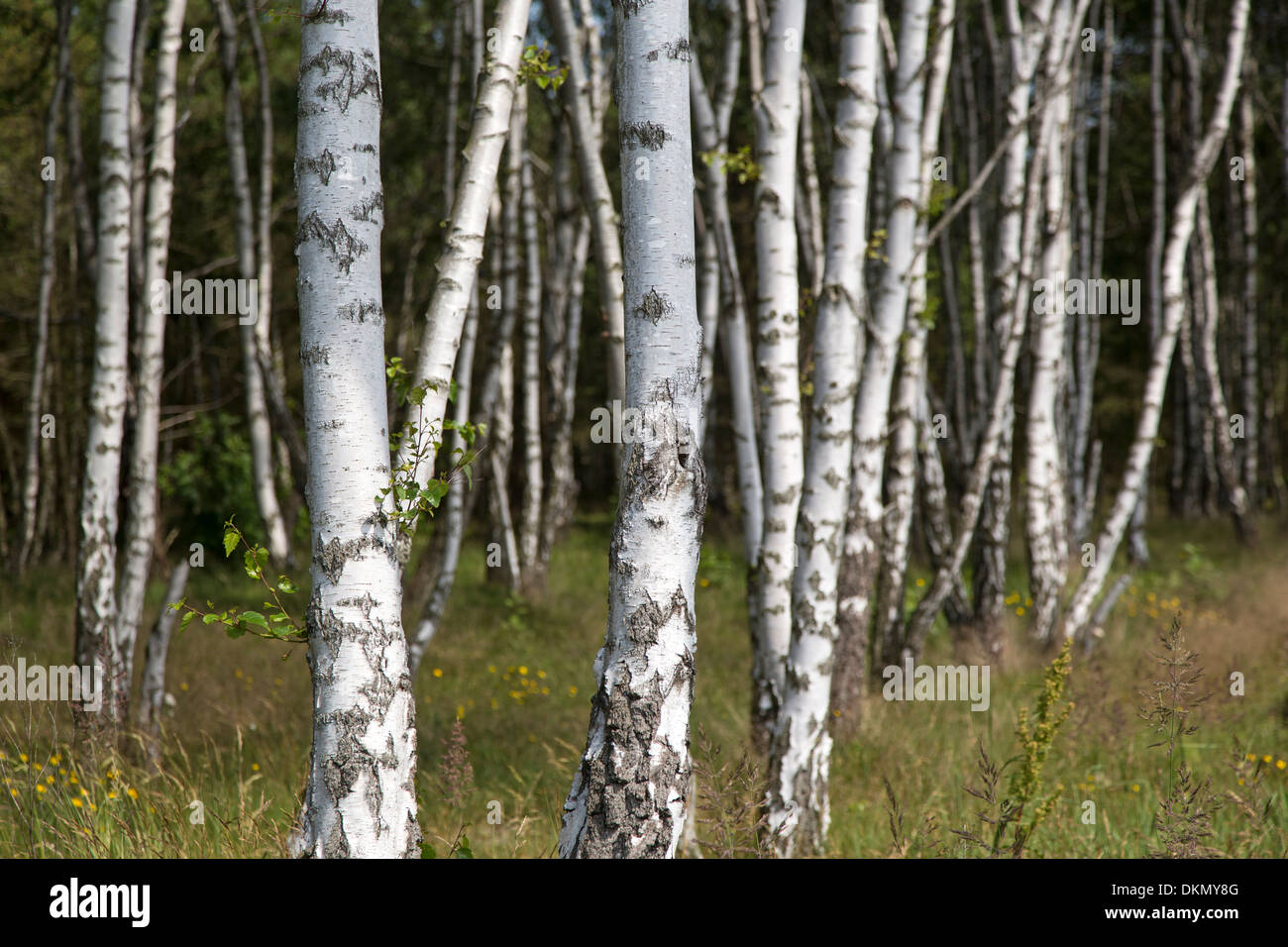 Forêt de bouleaux Betula / Banque D'Images