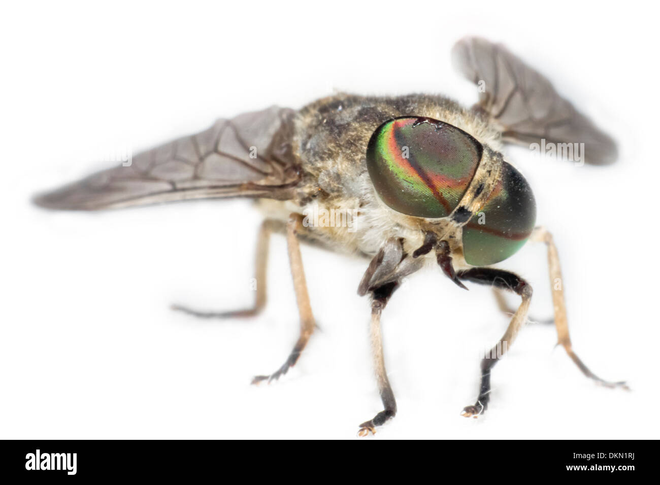 Portrait d'un cheval-fly Banque D'Images