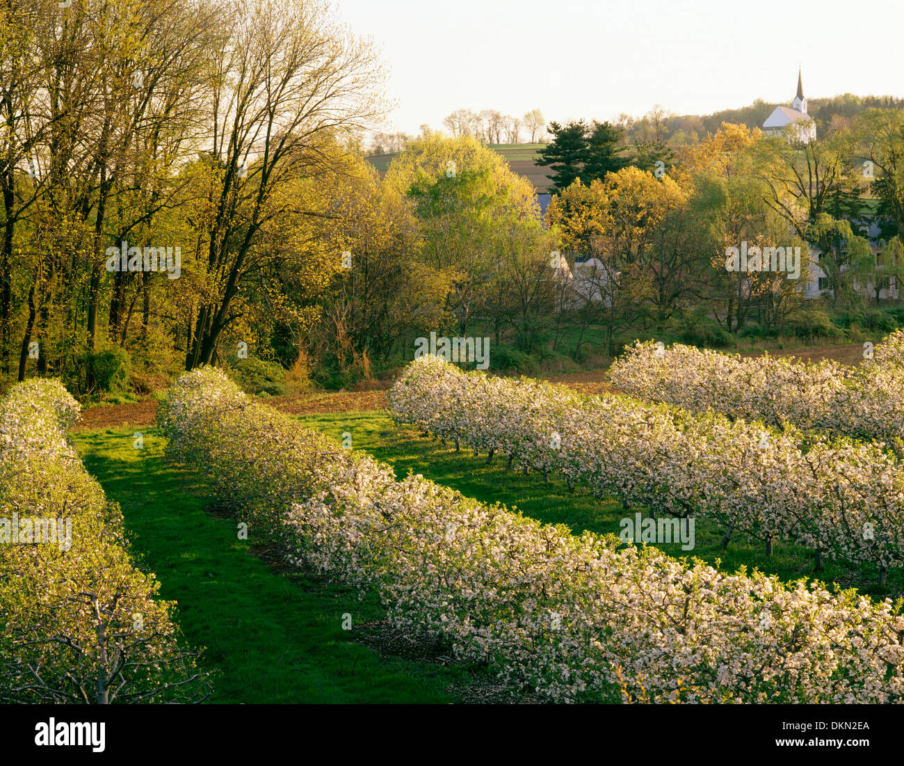 Pommiers EN FLEURS À HAUSMAN ferme fruitière depuis 1916, COOPERSBURG, LEHIGH COUNTY, Pennsylvania, États-Unis Banque D'Images