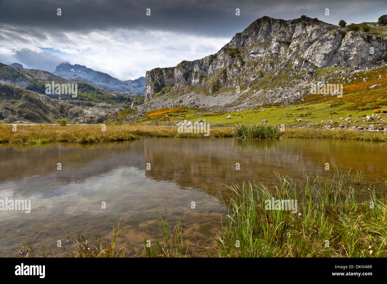 Lac Ercina fantastique, l'un des célèbres Lacs de Covadonga, dans les Asturies , Espagne Banque D'Images