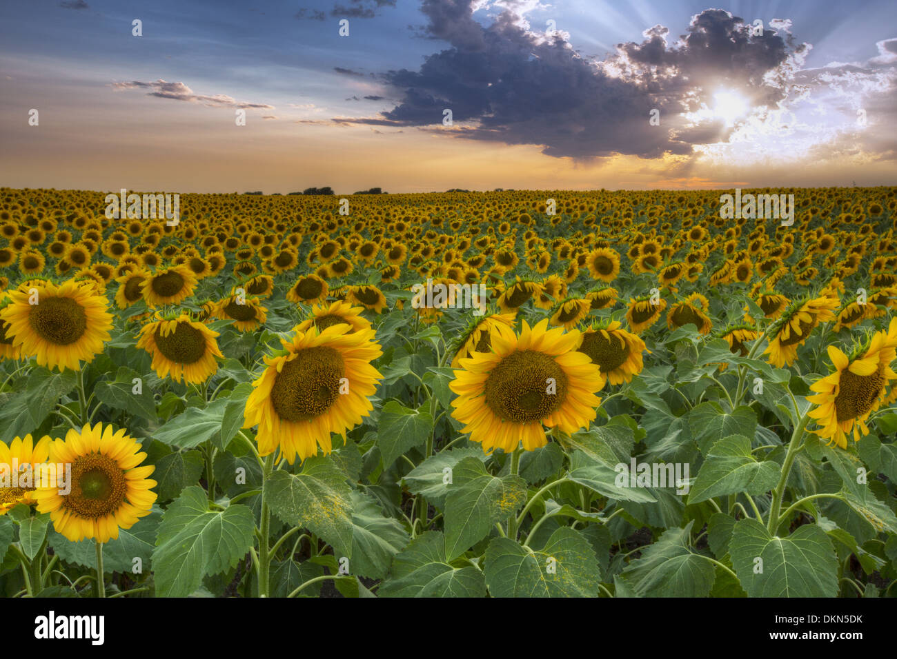 Ce champ de tournesol au coucher du soleil a été capturé dans le centre du Texas à une chaude soirée de juin. Banque D'Images