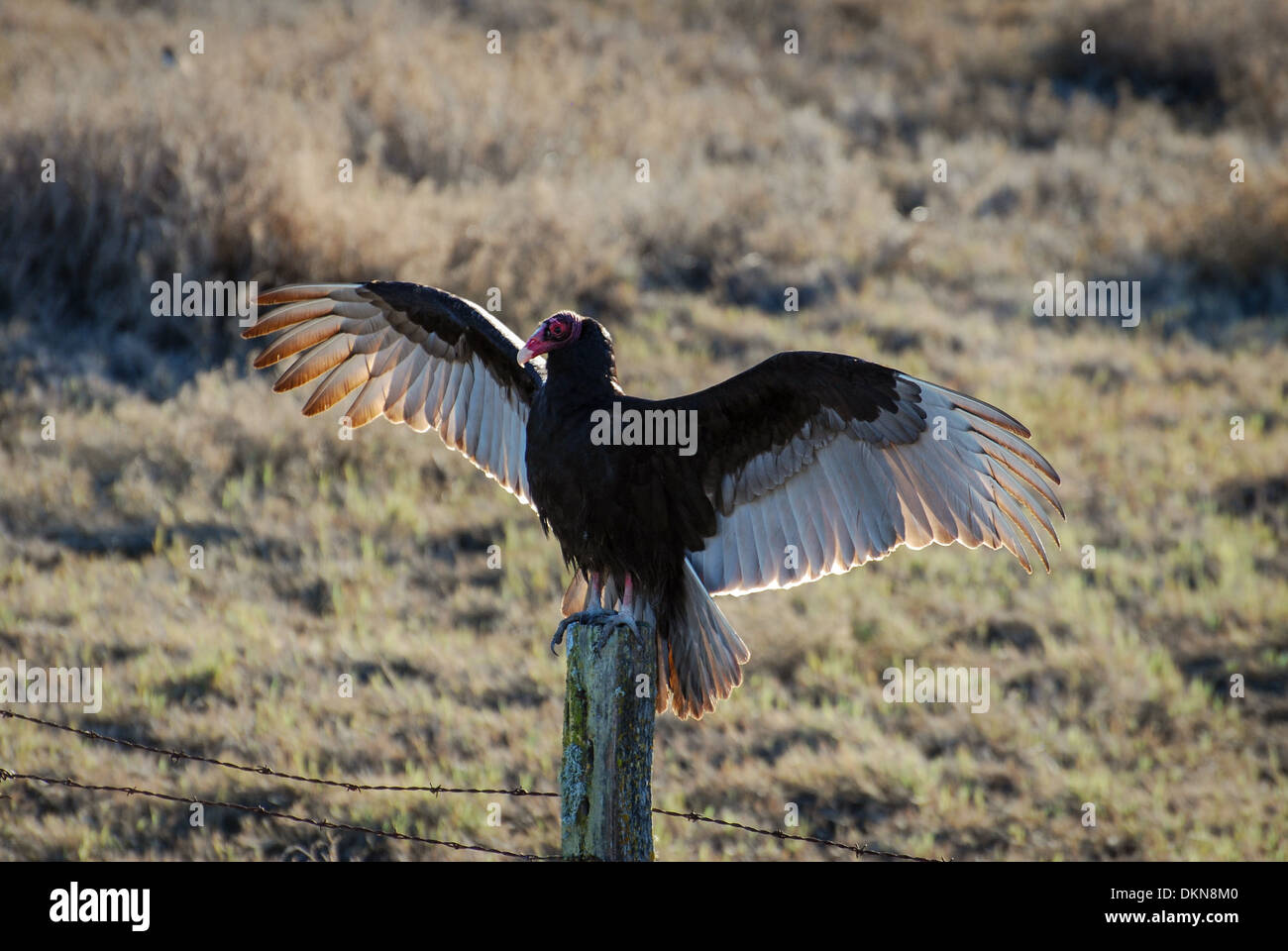 Urubu à tête rouge (Cathartes aura) sitting on fence post de l'ampleur pour réchauffer lui-même dans la matinée. Banque D'Images