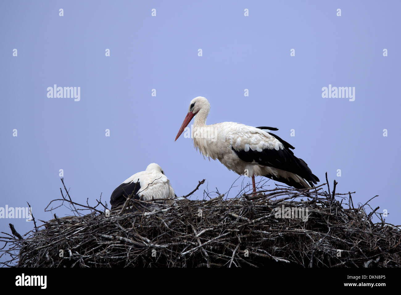 Dans le nid des Cigognes blanches Banque D'Images