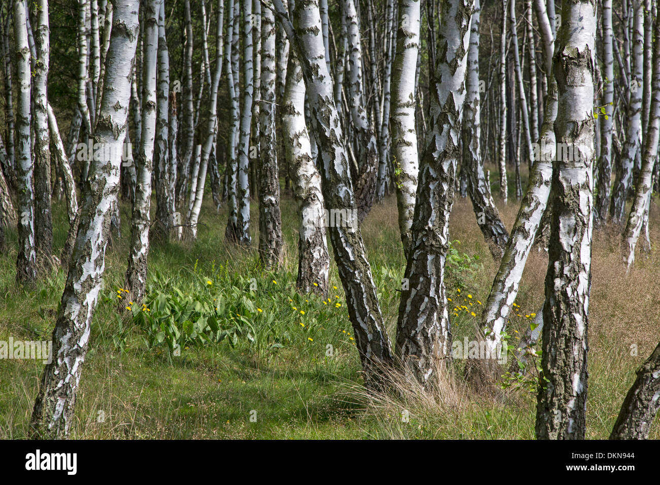 Forêt de bouleaux Betula / Banque D'Images