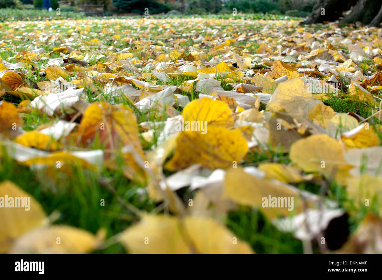 À partir de feuilles mortes argent pleureur Tilia tomentosa ('Petiolaris') dans Jephson Jardins, Leamington Spa, Royaume-Uni Banque D'Images