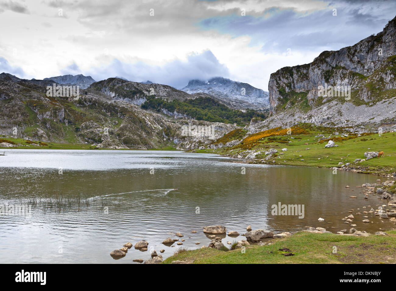 Lac Ercina fantastique, l'un des célèbres Lacs de Covadonga, dans les Asturies , Espagne Banque D'Images