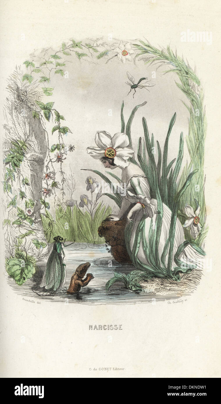 Narcissus poeticus, le narcisse, fleur fée agenouillée au bord de l'eau. Banque D'Images