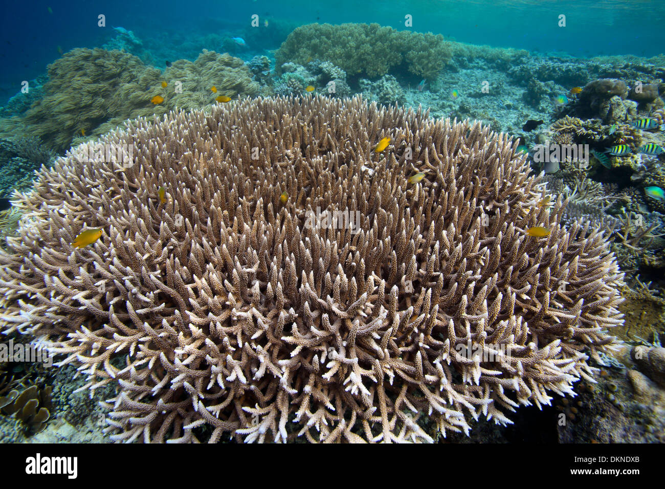 Les doigts sur les récifs coralliens dans le Raja Ampat islands Banque D'Images