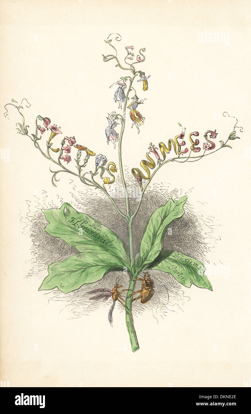 Page de titre avec fées fleurs et fleurs formant des lettres sur une plante. Banque D'Images
