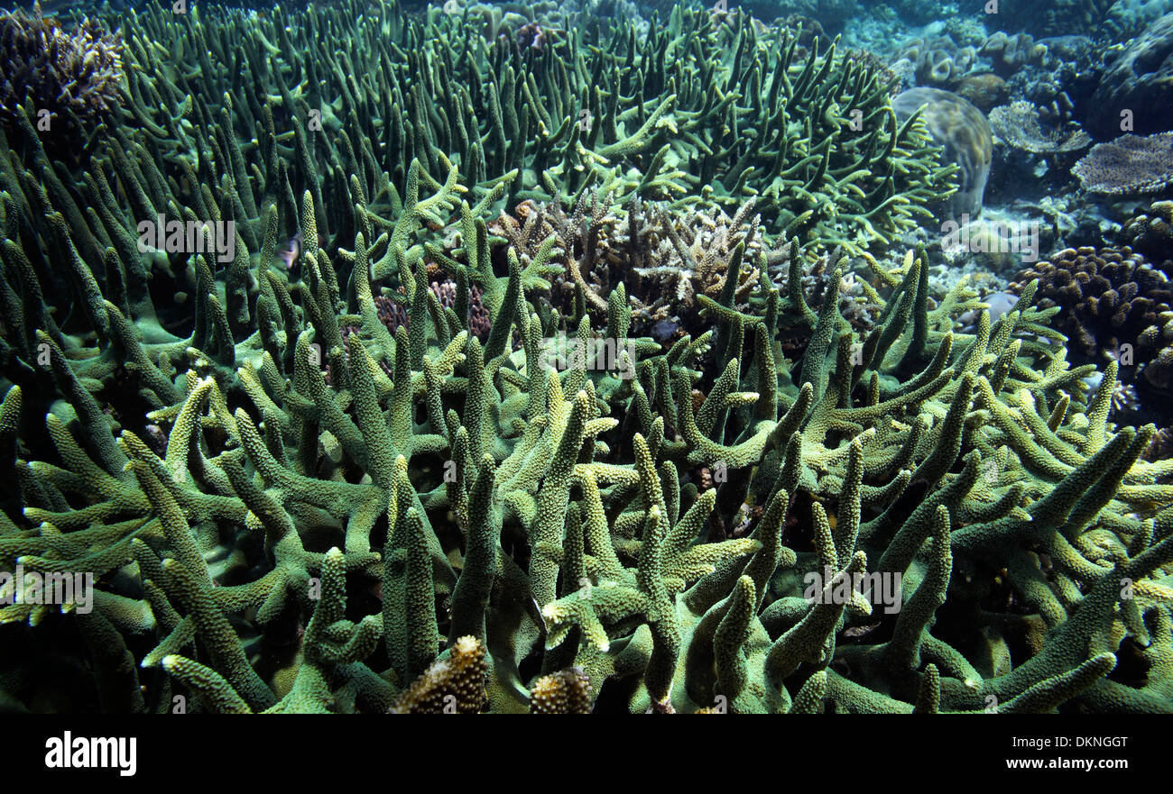 Jardin de corail à Raja Ampat, Papouasie Occidentale Banque D'Images