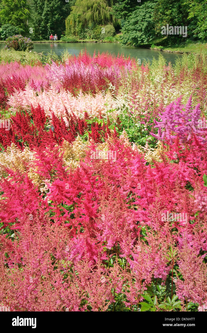 Collection nationale d'Astilbes à Marwood Hill Gardens, Devon, UK. Banque D'Images