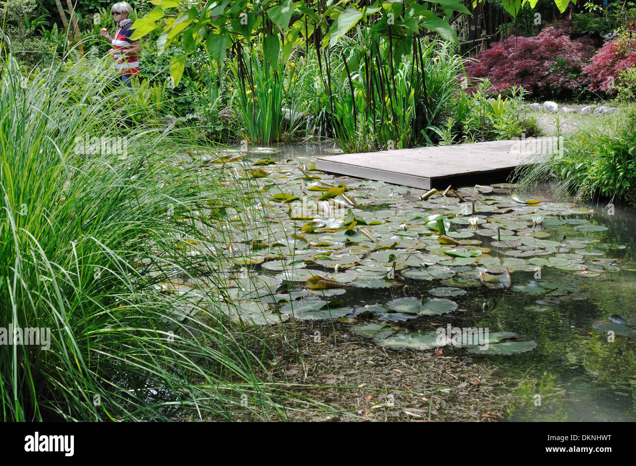 Nénuphars sur un étang en Andre Heller Botanical Gardens, Gardone Riviera, Lac de Garde. Banque D'Images