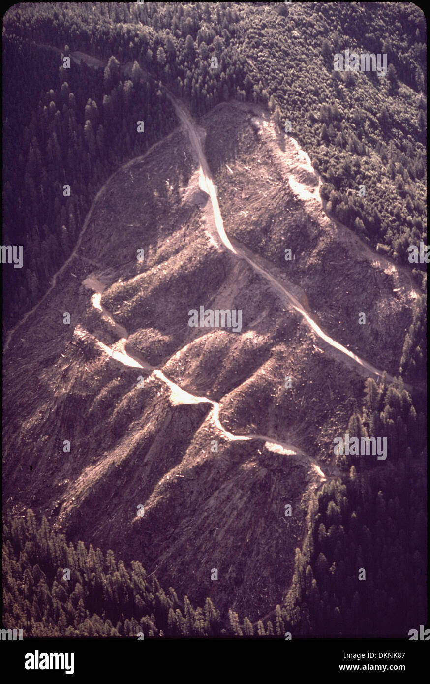 Cette image montre la coupe nette, une méthode d'abattage où la plupart ou tous les arbres sont enlevés d'une zone, couramment observée dans la production commerciale de bois. La pratique est controversée en raison de son impact environnemental, y compris la perte d'habitat, l'érosion des sols et les changements dans les écosystèmes locaux. La coupe à blanc est souvent réglementée pour minimiser les dommages écologiques et promouvoir une gestion durable des forêts. Banque D'Images