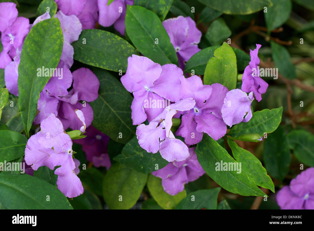 Hier, aujourd'hui et demain, l'usine Brunfelsia pauciflora 'Macrantha', Solanaceae. Banque D'Images