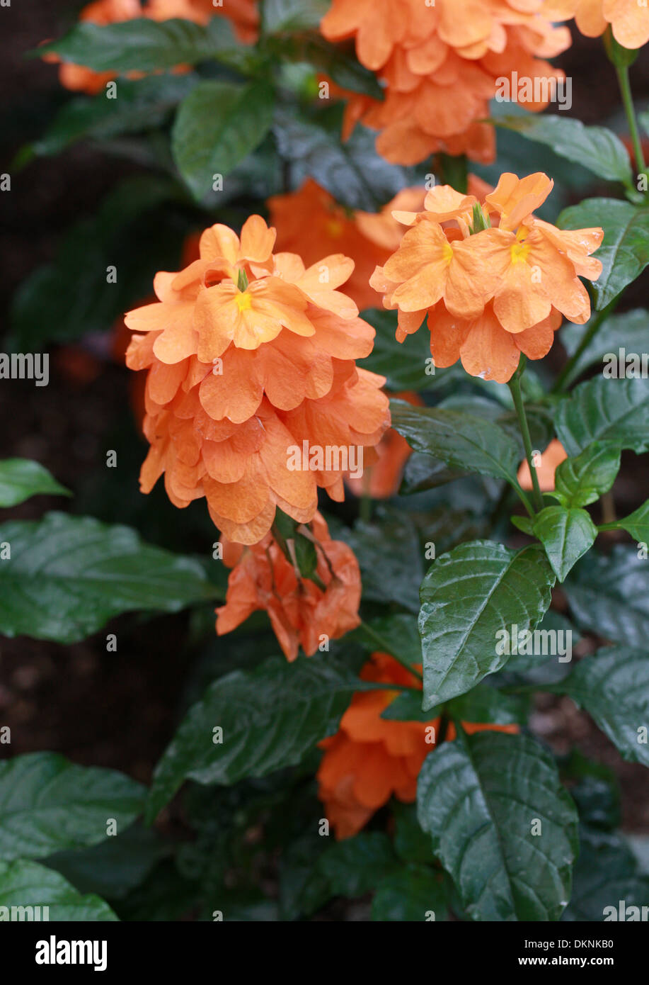 Firecraker Fleur, Crossandras infundibuliformis 'Fortuna', Des .. Le sud de l'Inde et le Sri Lanka. Banque D'Images