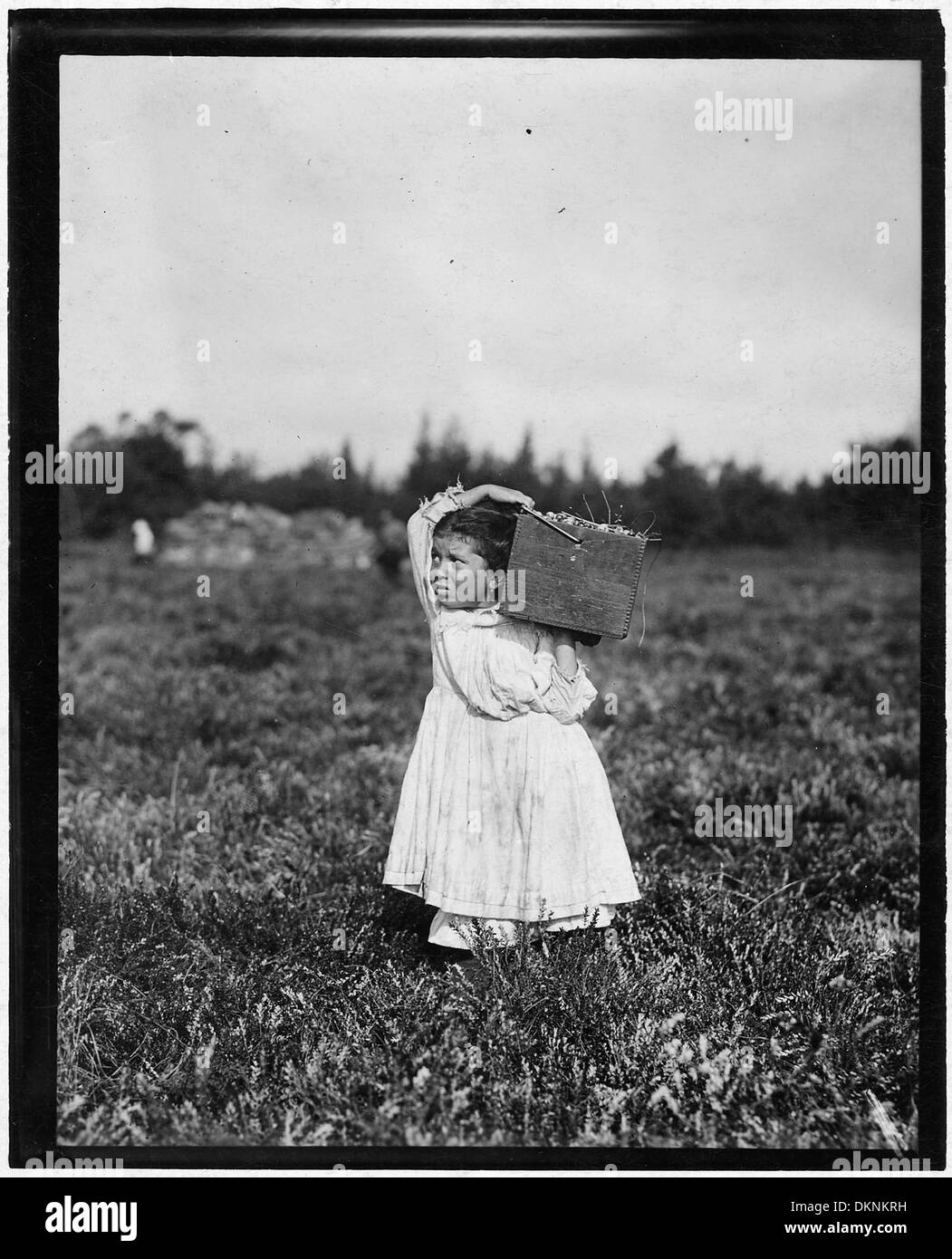 Jennie Camillo, huit ans, de West Maniyunk, en Pennsylvanie, passe son été à cueillir des fruits ou des légumes, illustrant la vie d’un jeune enfant qui travaille en plein air. Banque D'Images