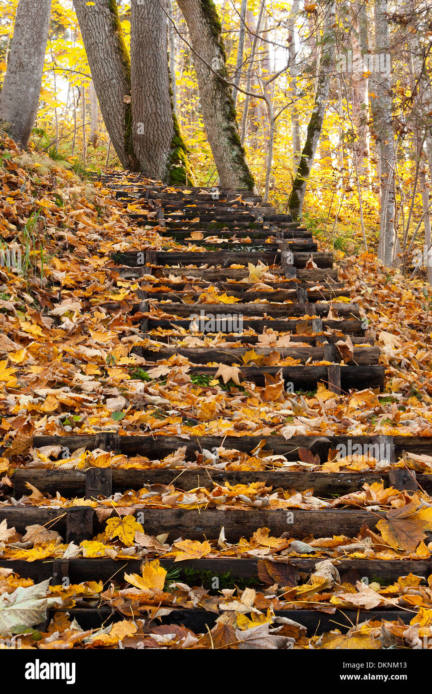 Escalier en bois recouvert de feuilles d'automne jaune Banque D'Images