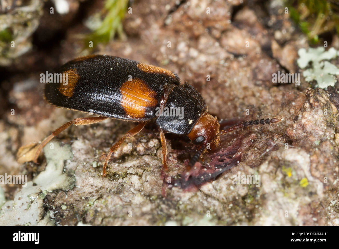 Champignon poilu beetle, Vierfleckiger Baumschwammkäfer Baumschwamm-Käfer Mycetophagus quadripustulatus,,, Mycetophagidae Banque D'Images