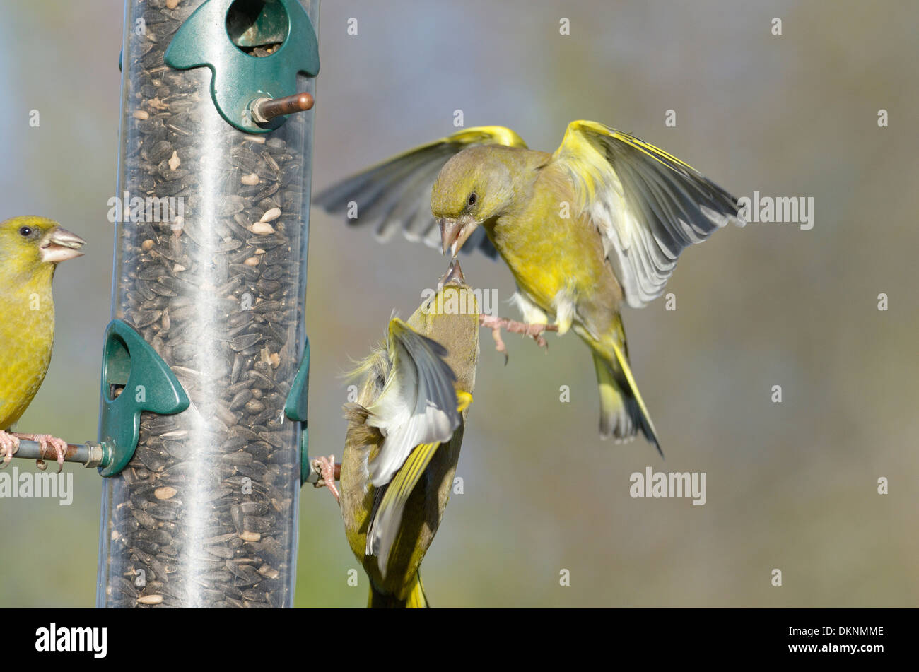 Jardin mangeoire, Greenfinches, Carduelis chloris, se disputant au sujet de l'alimentation, Norfolk, UK, Décembre Banque D'Images