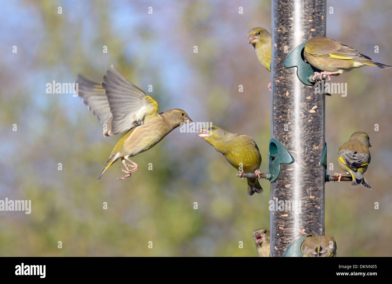 Jardin mangeoire, Greenfinches, Carduelis chloris, se disputant au sujet de l'alimentation, Norfolk, UK, Décembre Banque D'Images